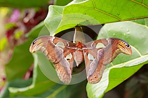 Large Atlas moth tropical butterfly Attacus atlas resting