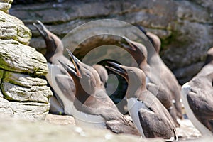 Large Auks in the Ocean rocks