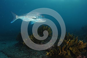 Large Australasian snapper above flat rocky reef