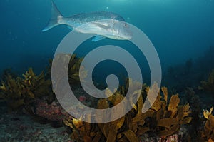 Large Australasian snapper on algae covered reef