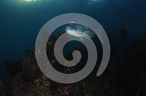 Large Australasian snapper on reef at night.