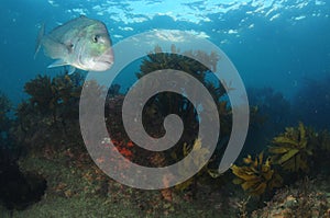 Large Australasian snapper on shallow rocky reef