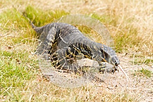 Large Australian goanna lizard walking in grass