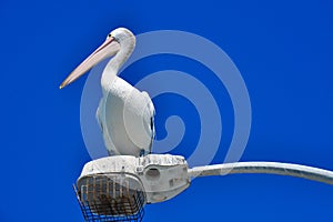 Large Australian Pelican on Light