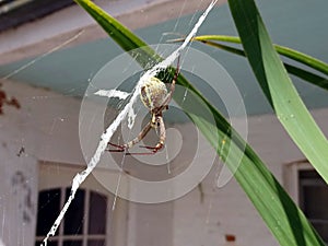 A large Australian Spider in the center of its web awaiting prey