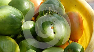 Large autumn harvest of ripe and unripe green and red tomatoes, close up view