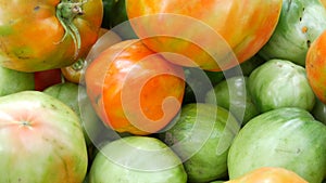 Large autumn harvest of ripe and unripe green and red tomatoes, close up view