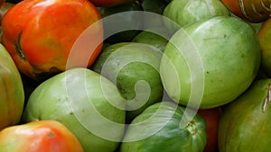 Large autumn harvest of ripe and unripe green and red tomatoes, close up view