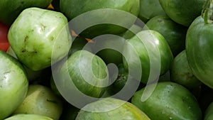 Large autumn harvest of ripe and unripe green and red tomatoes, close up view