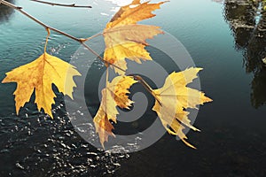 Large autumn leaves on a background of blue surface of the lake. Yellow fall leaves of plane tree or sycamore over water