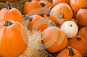 Large autumn pumpkins