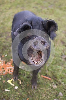 Large back pig on a farm with its mouth open