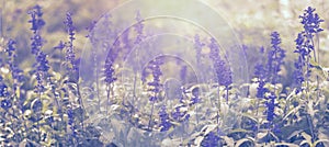 Large background with a lot of delicate purple small flowers. Floral abstract pastel backdrop with copy space