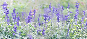 Large background with a lot of delicate purple small flowers. Natural texture