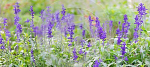 Large background with a lot of delicate purple small flowers. Natural texture