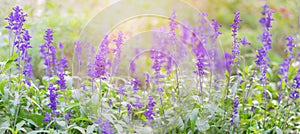 Large background with a lot of delicate purple small flowers. Violet flowers