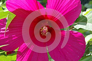 Large backlighted hibiscus flower