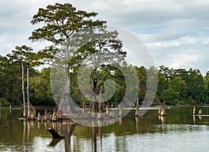 Large bald cypress trees rise out of water in Atchafalaya basin