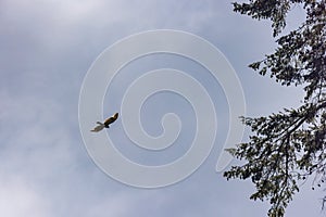 large bald eagle flying above the branches of a pine tree