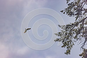 large bald eagle flying above the branches of a pine tree