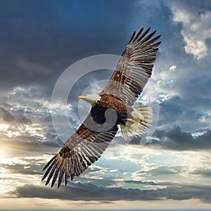 American Bald Eagle Soaring High Sunset Sky Background photo