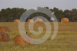 Large bales of fresh hay , Ukraine