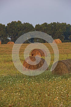 Large bales of fresh hay , Ukraine