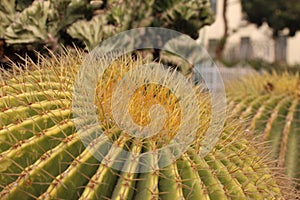 Large Ball Cactus, other cacti in background.