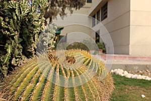 Large Ball Cactus, other cacti in background.