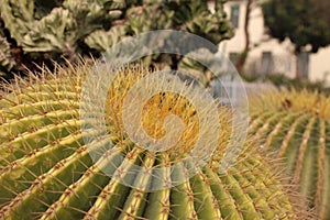 Large Ball Cactus, other cacti in background.