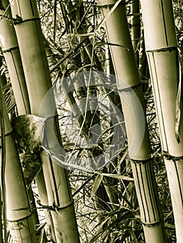 Large Bamboo photo