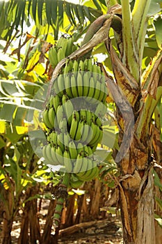 Large Banana Bunch Close-up