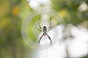 Large Banana Spider in Web Outside