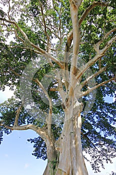 Large Banyan ancient tree in Kayu Putih, Baru Village, Marga District, Tabanan Regency, Bali, Indonesia