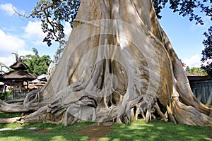 Large Banyan ancient tree in Kayu Putih, Baru Village, Marga District, Tabanan Regency, Bali, Indonesia