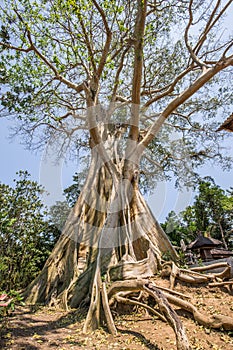 Large oversized 500 year old Banyan tree in with a blue sky in Rumah Desa, Bali, Indonesia, Asia photo