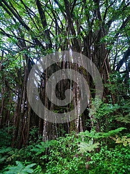 Large banyan tree with many aerial roots in Hawaii