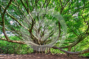 Large Banyan tree in Maui, HI along the Pipiwai trail near the road to Hana