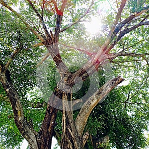 A large banyan tree provides coolness to the surrounding area