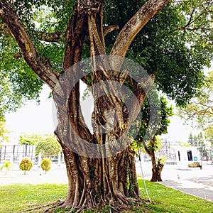 A large banyan tree provides coolness to the surrounding area