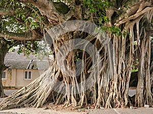 Large Banyan tree roots in the city.