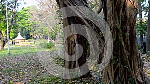 Large Banyan tree trunk in a Garden park in a natural rural area back lit by sunset sunlight in the evening time In Natural