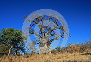 Large Baobab tree