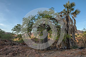 Large baobab tree on the banks of the Kunene River, Namibia