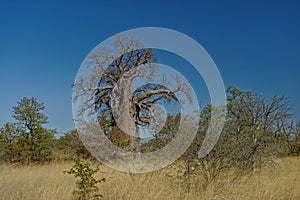 Large Baobab tree, Botswana, Africa