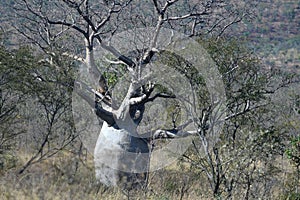 A large baobab tree, surrounded by wattle seedlings