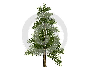 Large bare christmas tree on white background