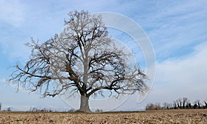 Large bare oak tree, Quercus robur is the scientific name, alone in a winter countryside scenery