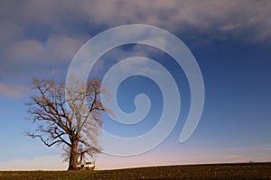 A large bare oak tree stands against a blue sky on the horizon in winter in the morning when the sun has risen. There is a small