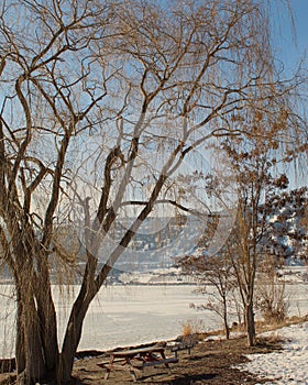 Large bare orange colored trees on lake shore of frozen snow covered lake